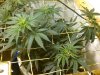 Bubba Kush Topped.jpg