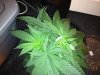 IMG_0176.jpg