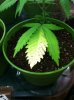 grow 051.jpg