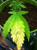 grow 052.jpg