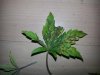 20130203_140631.jpg