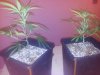20130203_195143.jpg