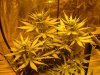 flowering week 2 003.jpg
