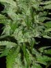 gdpxltc99-1-033.jpg
