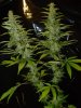 gdpxltc99-1-032.jpg
