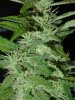 gdpxltc99-3-031.jpg