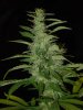 gdpxltc99-3-030.jpg