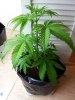 20130204_141352.jpg