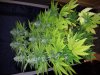 20130205_123901.jpg 20130205_123901.jpg