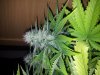 20130205_124431.jpg 20130205_124431.jpg