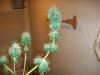 100_7069.jpg