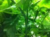 supercrop.jpg