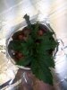 IMG_20130206_194246.jpg