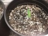 AUTO SOMANGO.jpg
