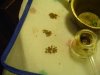 DSC00609.jpg