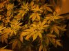 2-5-13 flower room 2 Acid.jpg