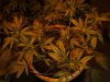 2-5-13 flower room 4 ice.jpg