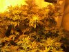 2-5-13 flower room 7.jpg