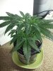 20130207_180609.jpg