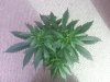 20130209_120334.jpg