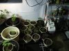 2-10-13 veg room 1.jpg