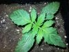 true leaves.jpg
