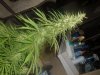 DSCF3143.jpg