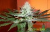 000_0371.jpg
