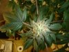 plant2b.jpg