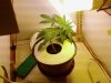 indica week 4 LST 3.jpg