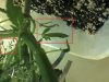 Dying Undergrowth .jpg Dying Undergrowth .jpg
