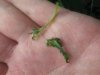 Dying Undergrowth 2.jpg Dying Undergrowth 2.jpg