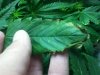 Leaf Edges 2.jpg Leaf Edges 2.jpg