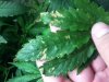 Unhealthy leaf.jpg Unhealthy leaf.jpg