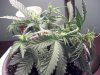 2013-02-05_00-19-39_863.jpg