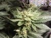 CLOSE UP BUD'.jpg
