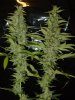 gdpxltc99-1-035.jpg
