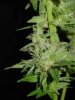gdpxltc99-1-036.jpg
