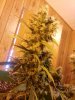 scrog b.jpg