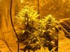 week 4 flowering 003.jpg