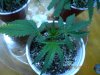DSCN1568.jpg