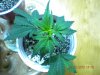 DSCN1575.jpg