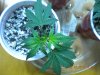 DSCN1578.jpg
