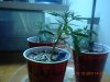 DSCN1580.jpg