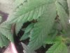 mites.jpg