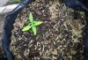 my plant.jpg my plant.jpg