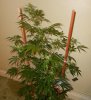 Tall Hazey Lady 3.jpg