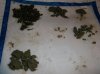 DSCF2421.jpg