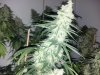 2013-02-19_01-38-04_115.jpg