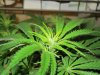 blue cheese 12(12 day 13 004.jpg